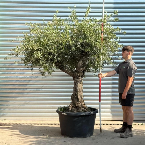 Super Branched Ancient Specimen Olive Fruit Tree 20240