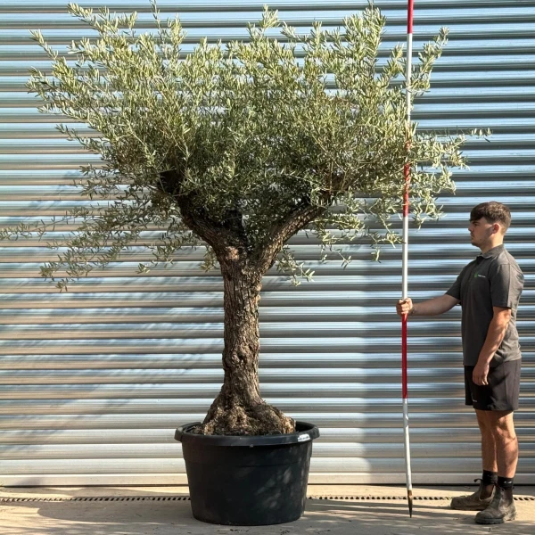 Wonderful Branched Ancient Specimen Olive Fruit Tree 20241