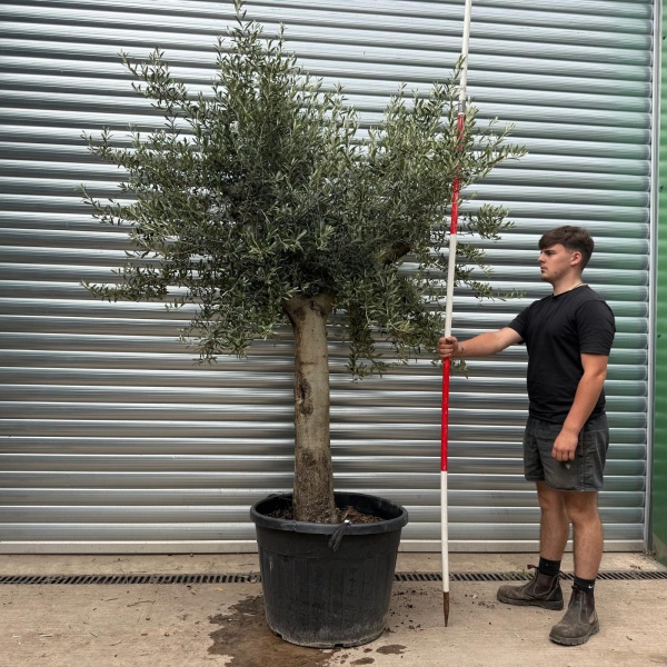 Lovely Mature Specimen Olive Fruit Tree 20249