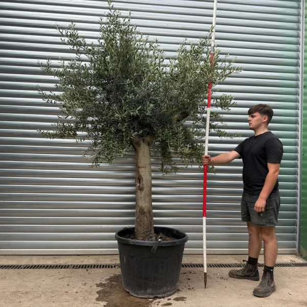 Lovely Mature Specimen Olive Fruit Tree 20249