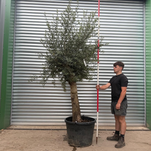 Lovely Mature Specimen Olive Fruit Tree 20250