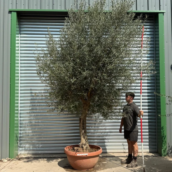 Screaming Screening Specimen Olive Fruit Tree in our Bowl Format 20255