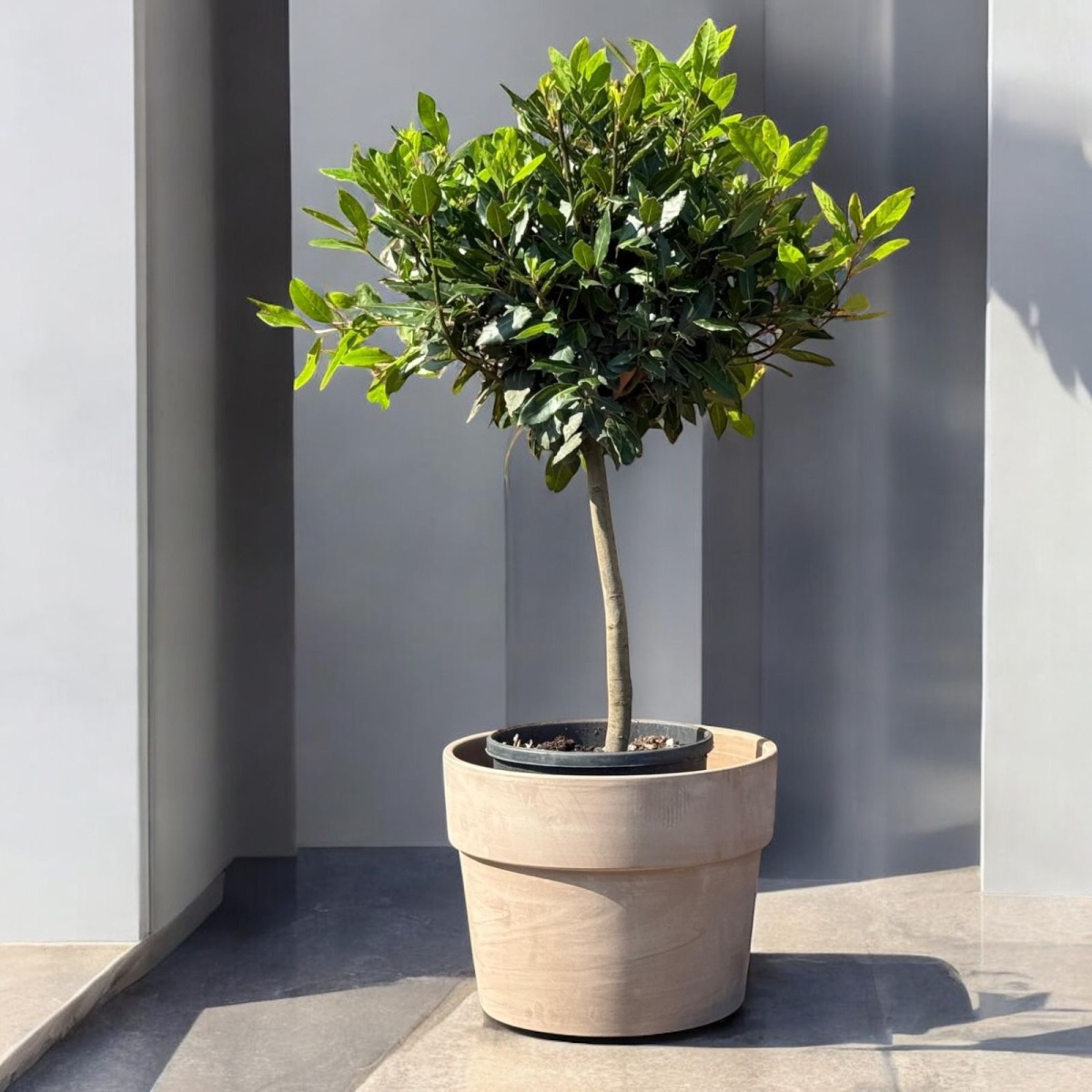 Specimen Bay with our 50cm Grey Terracotta - Ex Display A