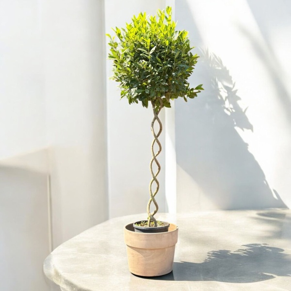 Specimen Bay with our 50cm Grey Terracotta - Ex Display O