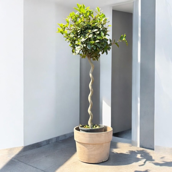 Specimen Bay with our 50cm Grey Terracotta - Ex Display P