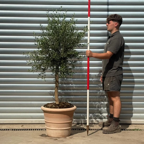 Super Venice Olive Fruit Tree with our 50cm Quality Tuscan Terracotta