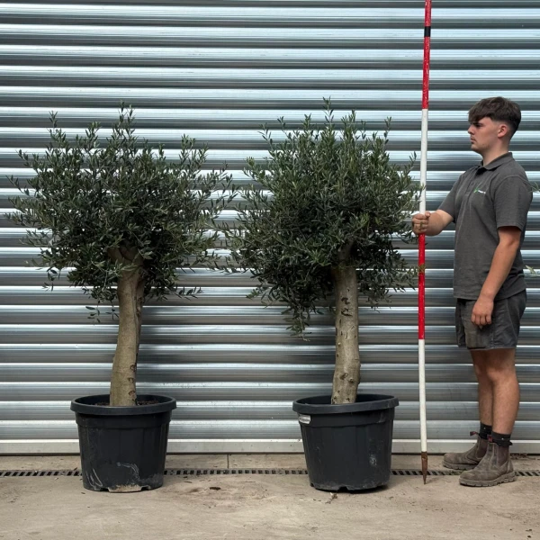 Super DUO of Mature Olive Fruit Tree 20112 13