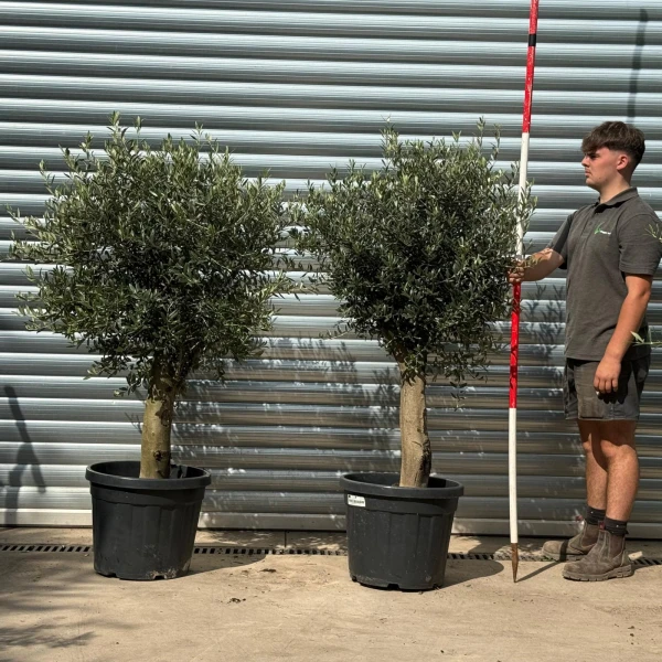 Super DUO of Mature Olive Fruit Tree 20214 15