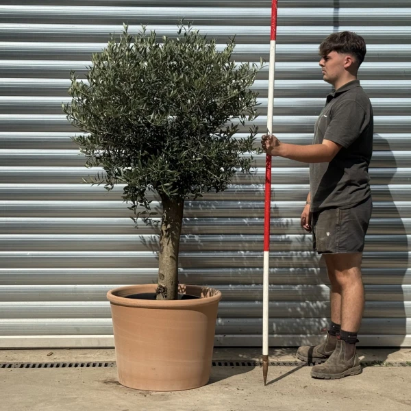 Super Rome Olive Fruit Tree with our 55cm Quality Terracotta