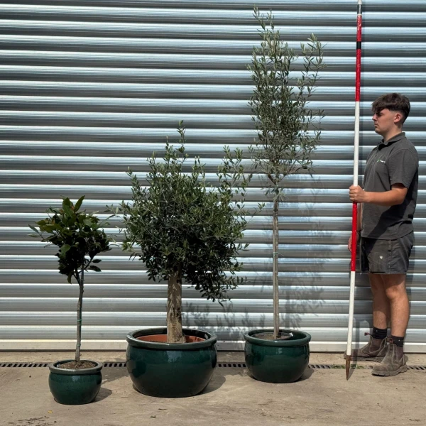 Evergreen Patio Combo in our Green Glazed Planters