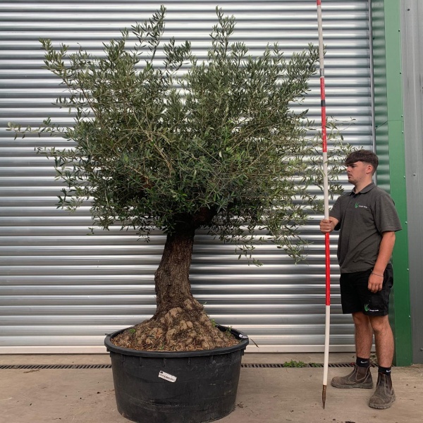 Beautiful Specimen Olive Fruit Tree 18003