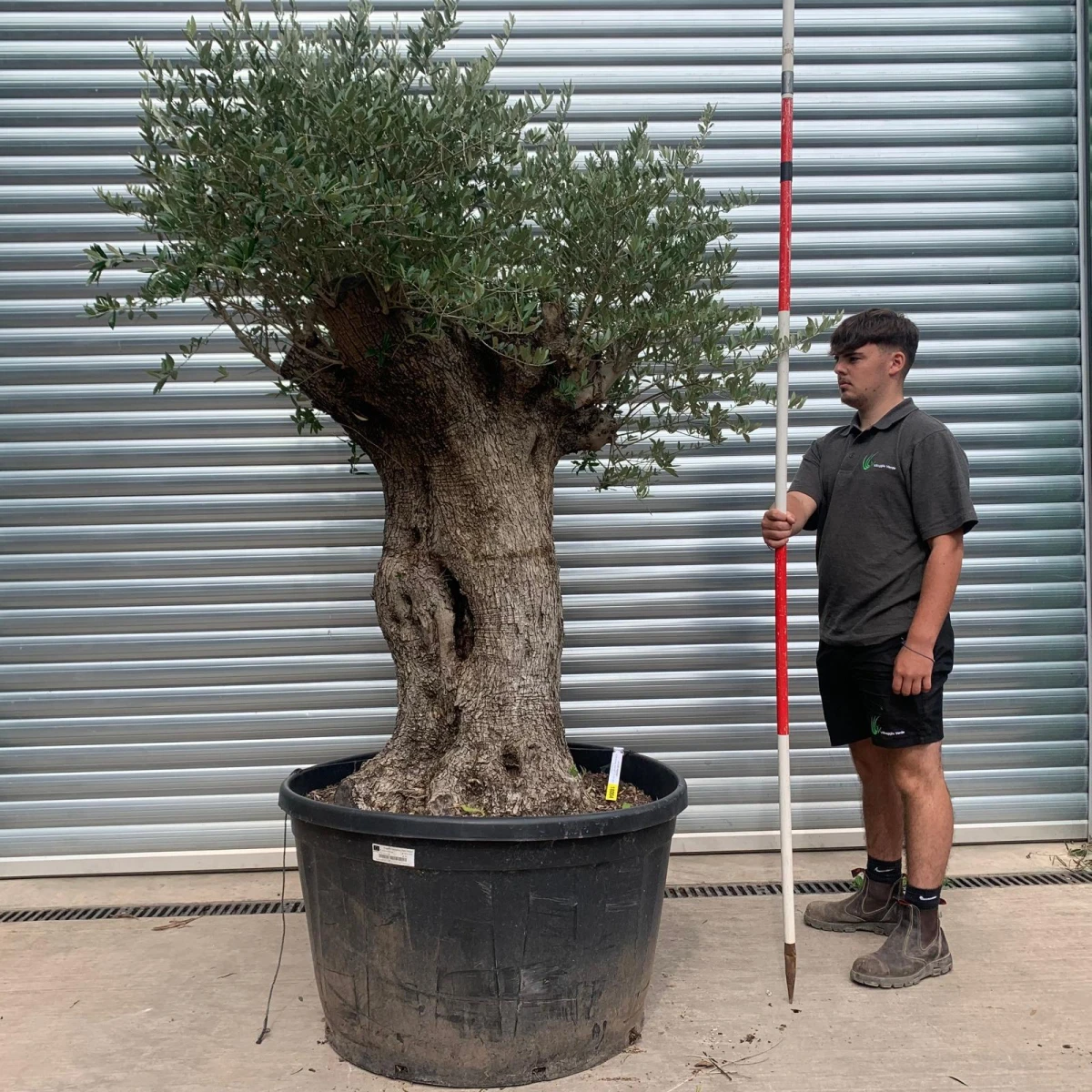 Super Bold Characterful Specimen Olive Fruit Tree 18004