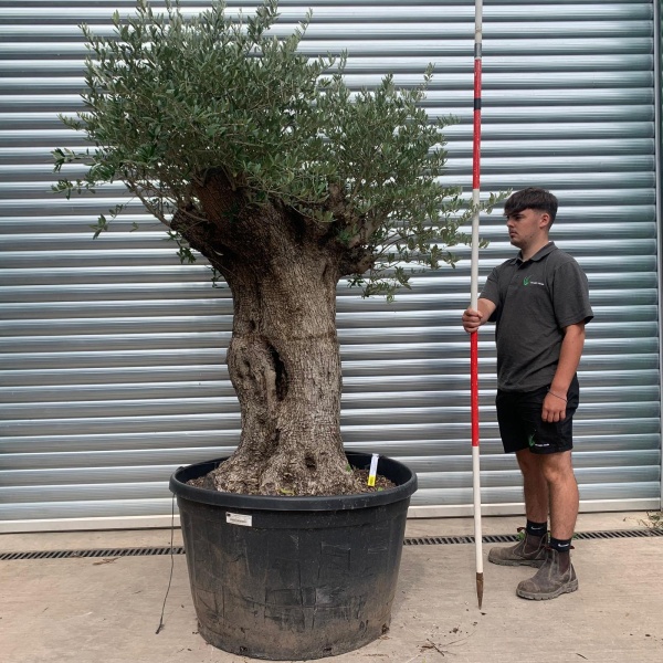 Super Bold Characterful Specimen Olive Fruit Tree 18004