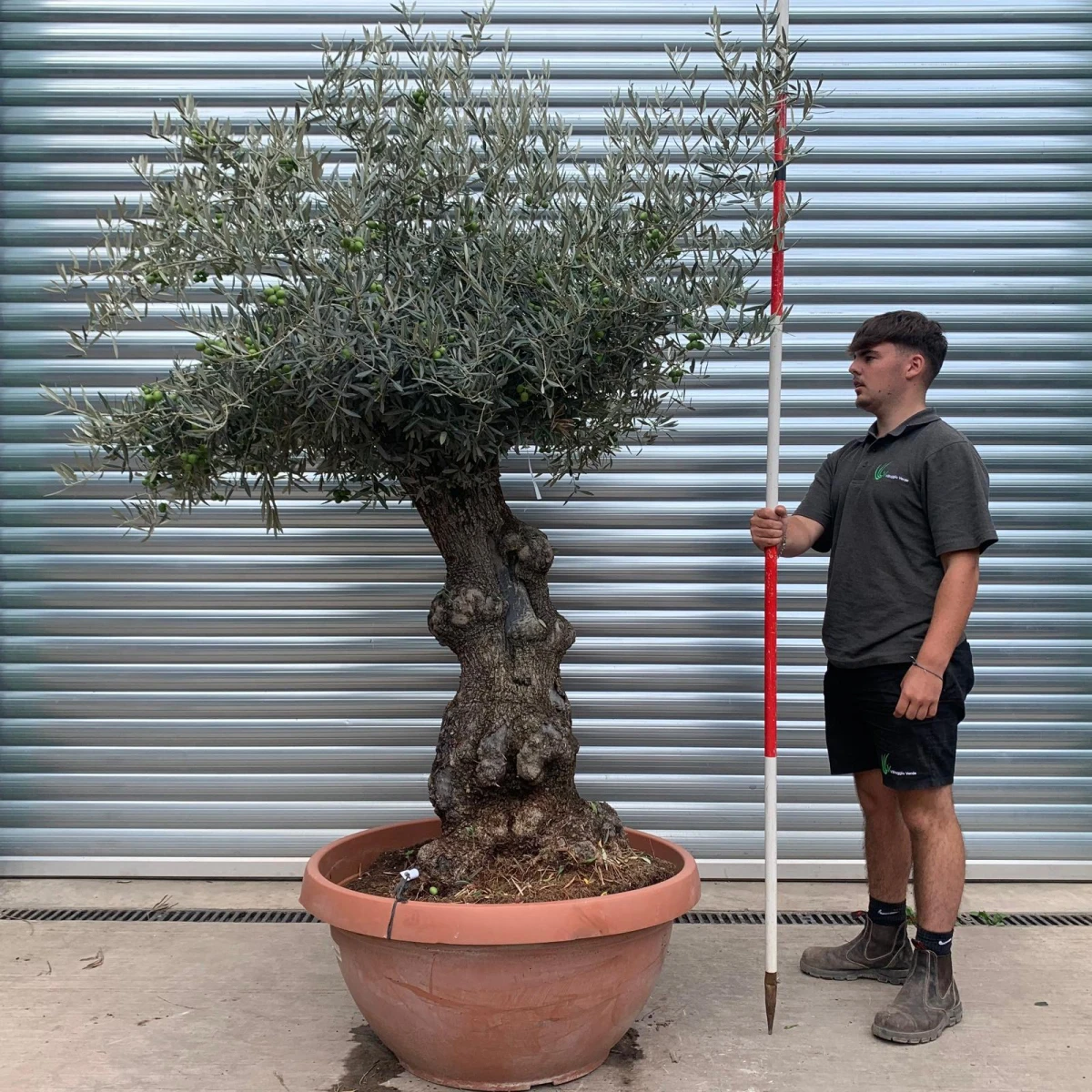 Super Ancient Specimen Olive Fruit Tree in our Bowl Format 20002