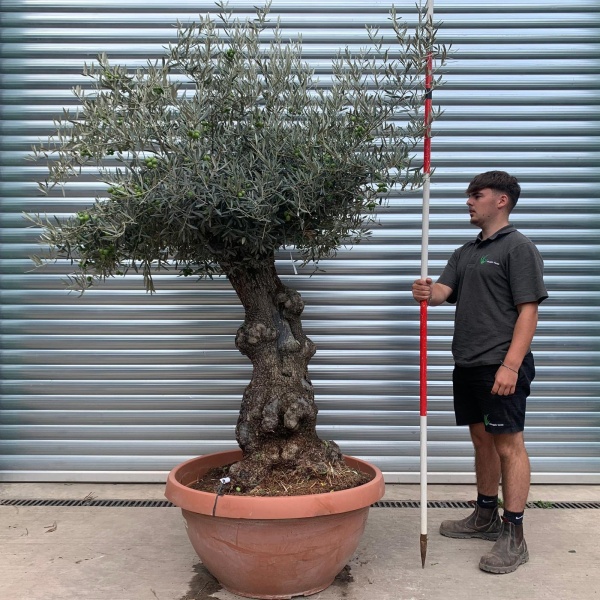 Super Ancient Specimen Olive Fruit Tree in our Bowl Format 20002