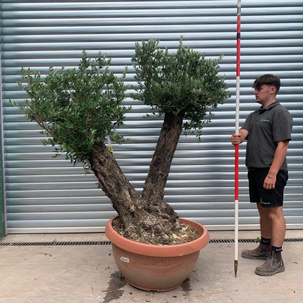 Wonderful Old Double Trunk Specimen Olive Fruit Tree in our Bowl Format 20020