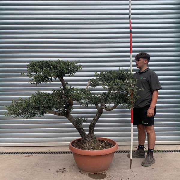 Lovely Old Trunk Cloud Specimen Olive Fruit Tree in our Bowl Format 20141