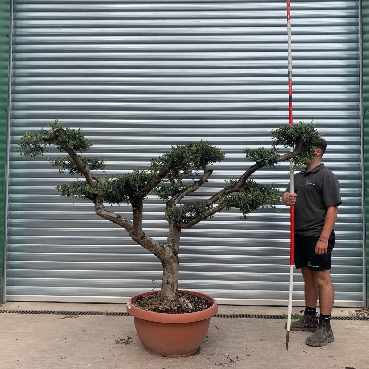 Lovely Old Trunk Cloud Specimen Olive Fruit Tree in our Bowl Format 20142