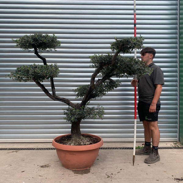 Lovely Old Trunk Cloud Specimen Olive Fruit Tree in our Bowl Format 20143