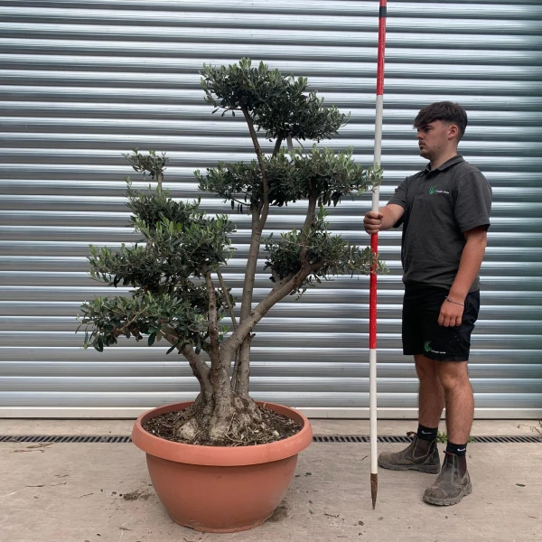 Lovely Old Trunk Cloud Specimen Olive Fruit Tree in our Bowl Format 20145