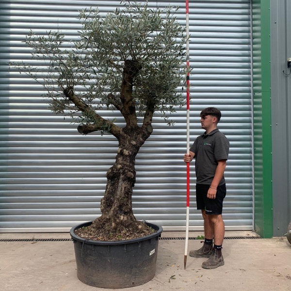 Lovely 'Wild' Natural Branched Specimen Olive Fruit Tree 20147