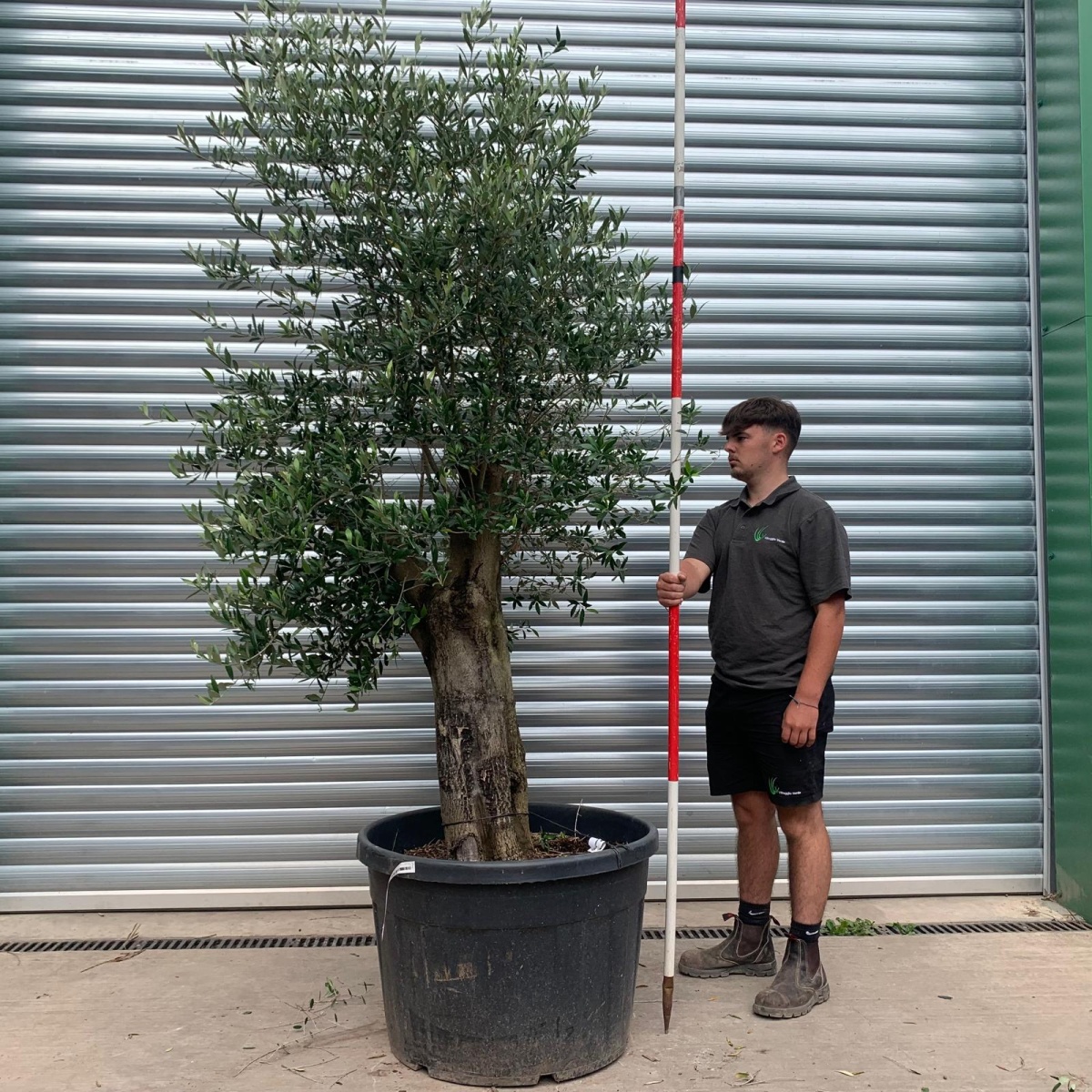 Lovely Mature Specimen Olive Fruit Tree 20148