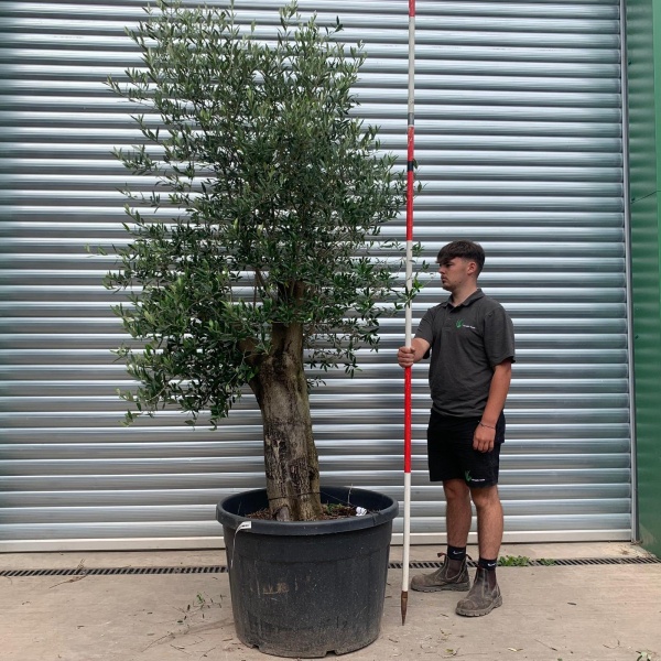 Lovely Mature Specimen Olive Fruit Tree 20148