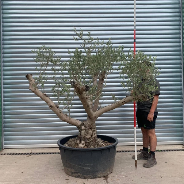 Amazing Old Multi-Trunk Specimen Olive Fruit Tree 20149