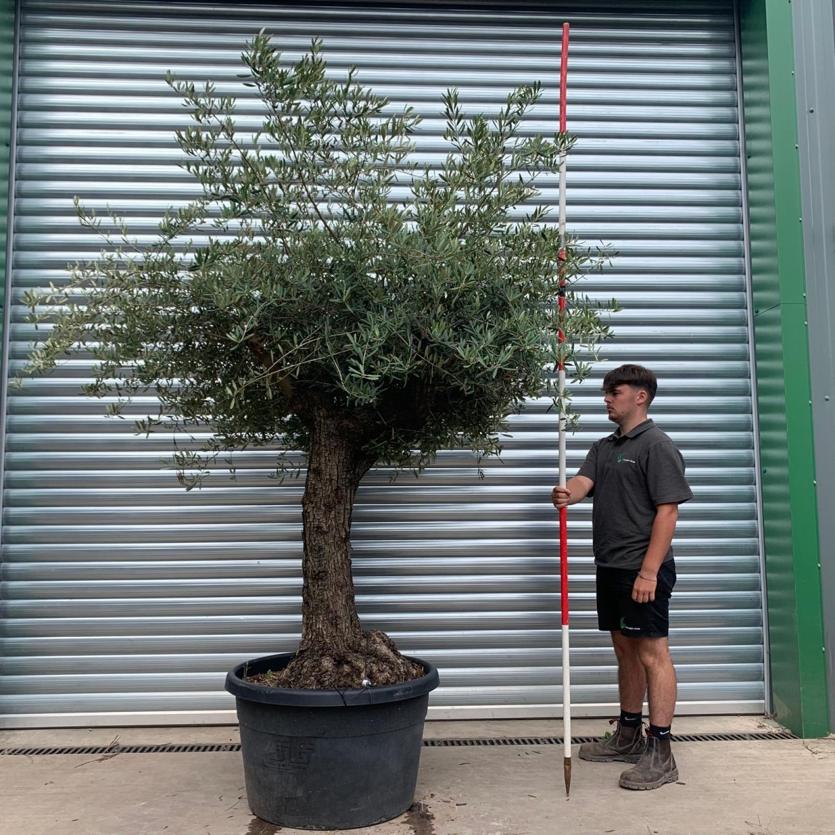Super Characterful Specimen Olive Fruit Tree 20150