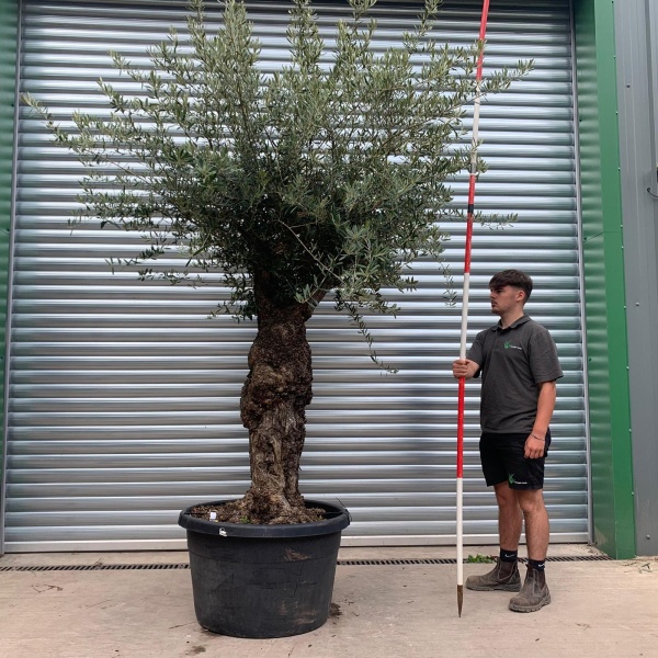 Super Characterful Specimen Olive Fruit Tree 20151