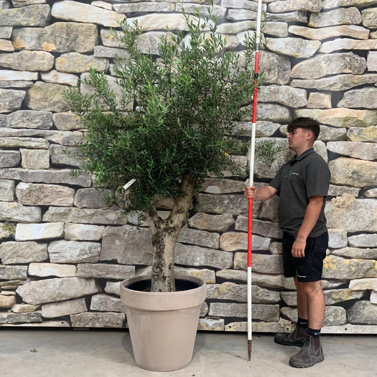 Super Mature Olive Fruit Tree with our 60cm Quality Terracotta 20152