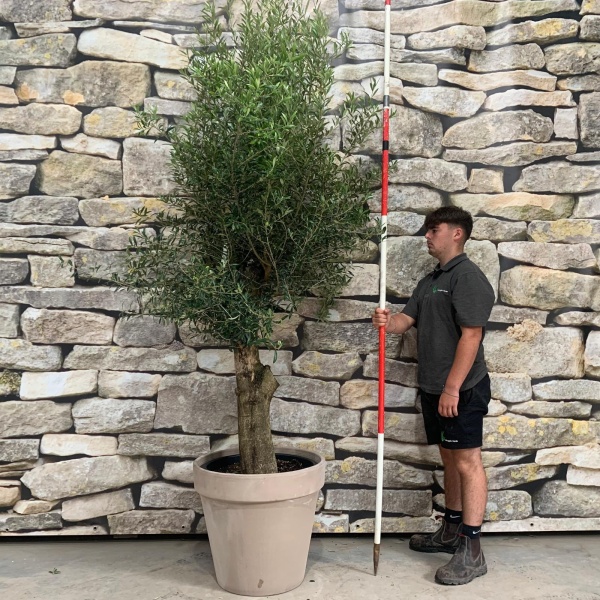 Super Mature Olive Fruit Tree with our 60cm Quality Terracotta 20153