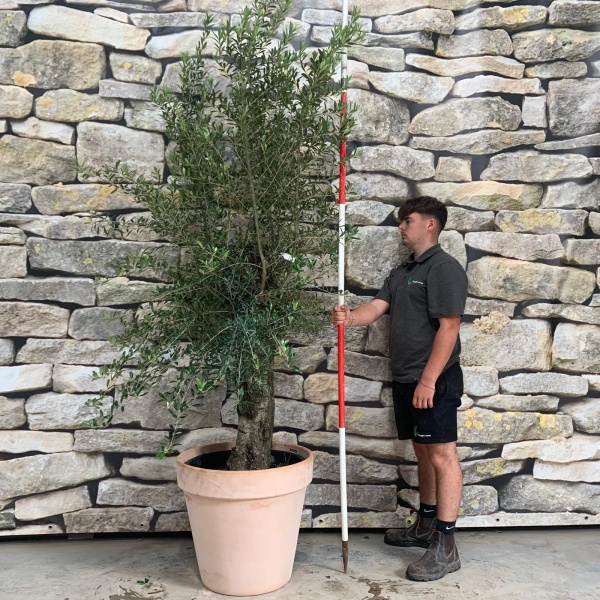 Super Mature Olive Fruit Tree with our 60cm Quality Terracotta 20156