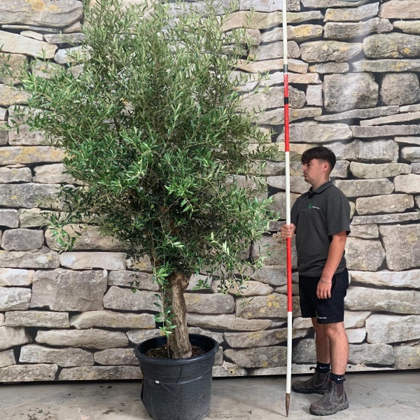 Super Mature Specimen Olive Fruit Tree 20157