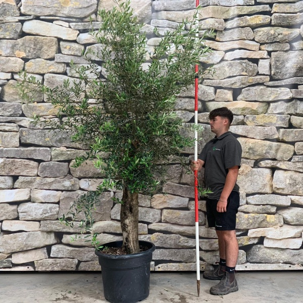 Super Mature Specimen Olive Fruit Tree 20158