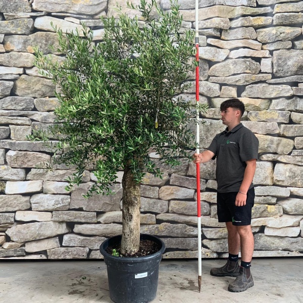 Super Mature Specimen Olive Fruit Tree 20159