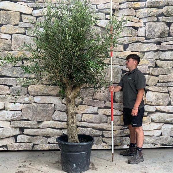 Super Mature Specimen Olive Fruit Tree 20160