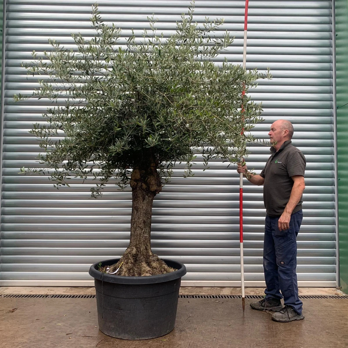 Lovely Old Specimen Olive Fruit Tree 20161