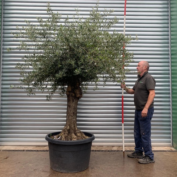 Lovely Old Specimen Olive Fruit Tree 20161