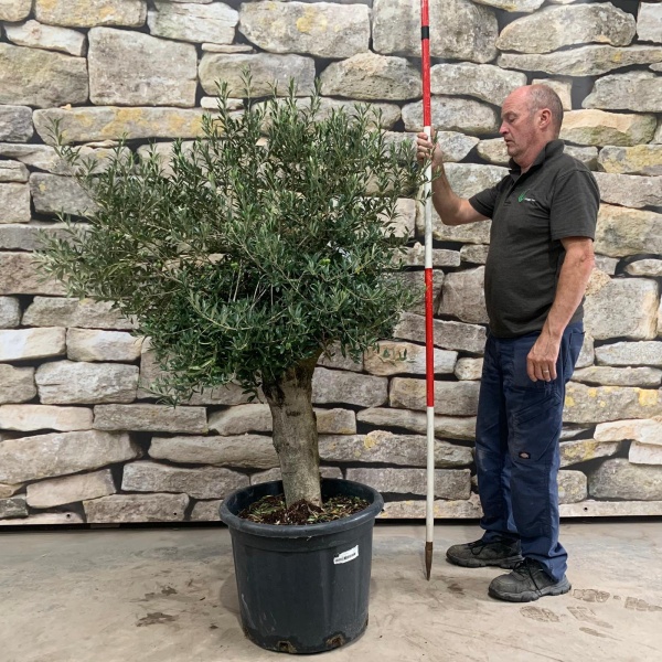Lovely Compact Mature Olive Fruit Tree 20162