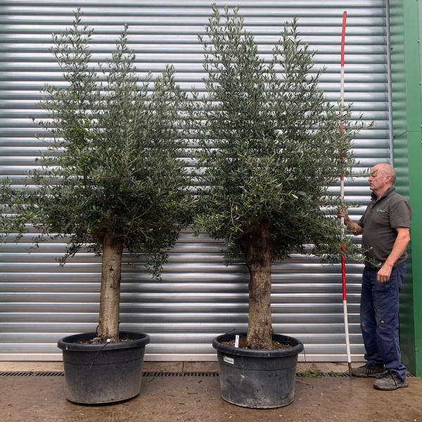 Super Mature Pair of Olive Fruit Trees 20163 64