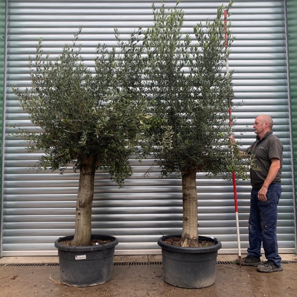 Super Mature Pair of Olive Fruit Trees 20165 66