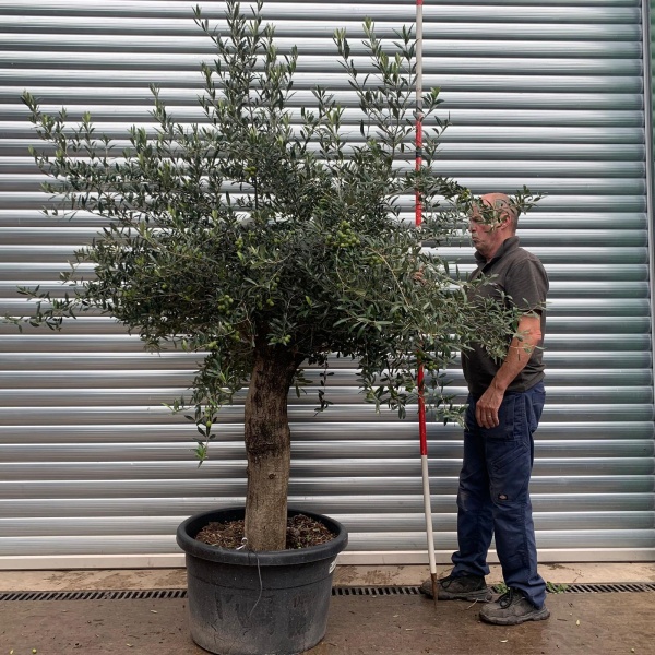 Super Mature Olive Fruit Tree 20167