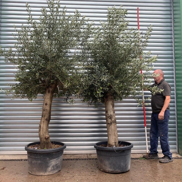 Super Mature Pair of Olive Fruit Trees 20168 69