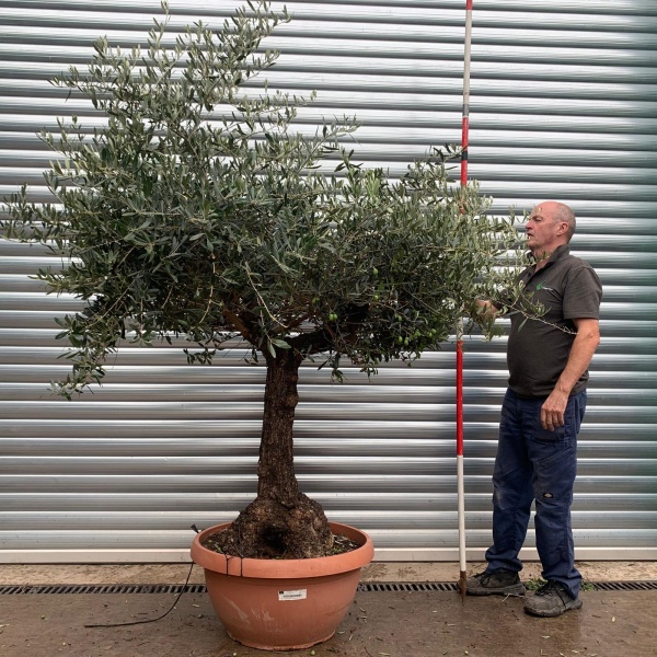Lovely Specimen Olive Fruit Tree in our Bowl Format 20170
