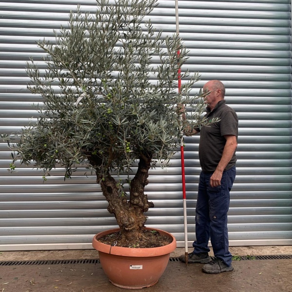 Lovely Specimen Olive Fruit Tree in our Bowl Format 20171