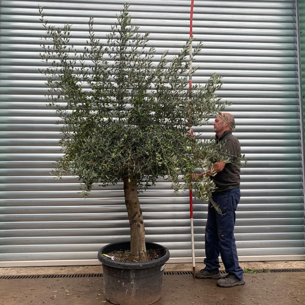 Super Mature Olive Fruit Tree 20172
