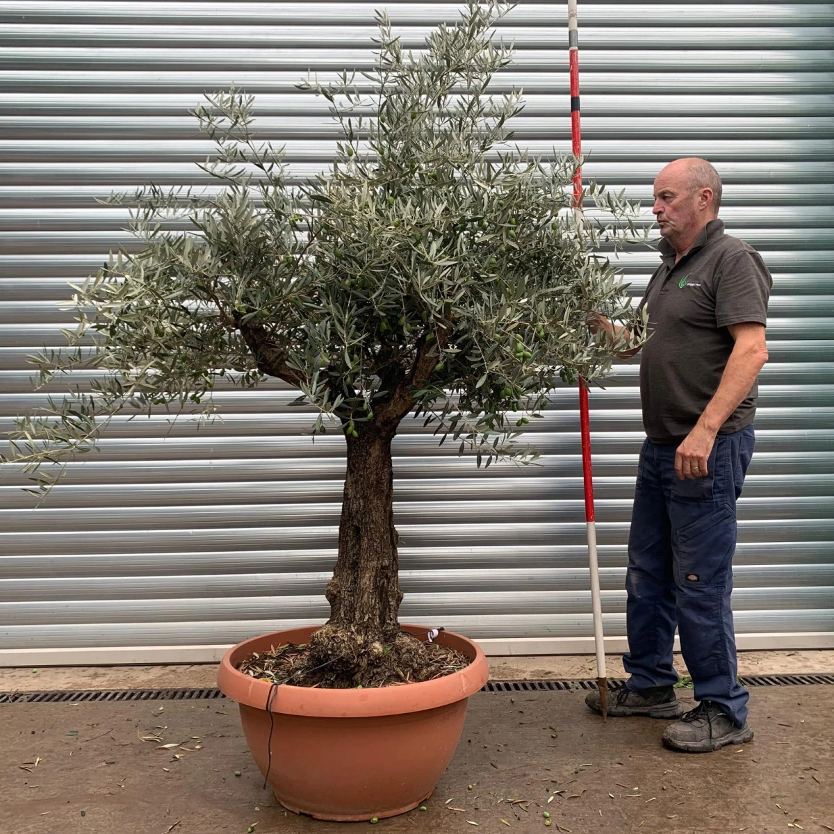 Super Specimen Olive Fruit Tree in our Bowl Format 20173