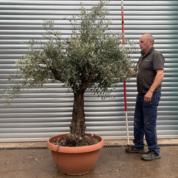 Super Specimen Olive Fruit Tree in our Bowl Format 20173
