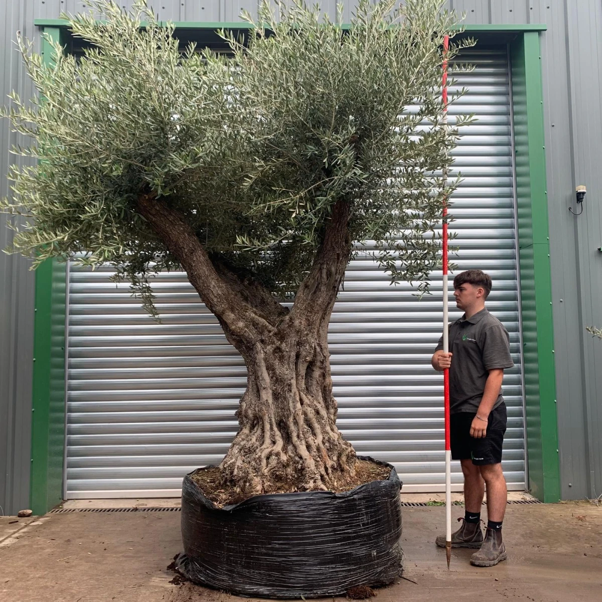 Stunning Ancient Branched Specimen Olive Fruit Tree 20174